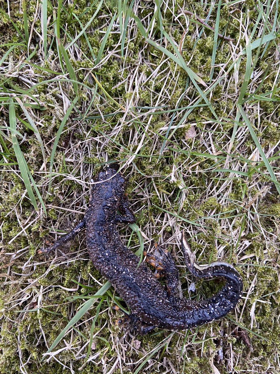 Anna_Martin12's tweet photo. Would love some identification on what this is? We think it’s a newt of sorts @BBCSpringwatch @ChrisGPackham @WildlifeTrusts @GwentWildlife https://t.co/wUdOwDuQh0