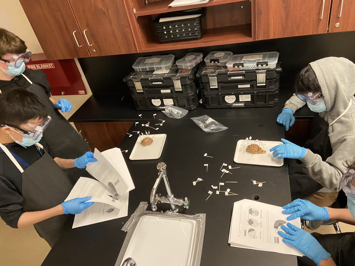Tidwell_MS's tweet photo. Students in Project Lead the Way are labeling a real sheep’s brain today. 🧠  #medicalterminology #handsonlearning https://t.co/40iPoXhCfs