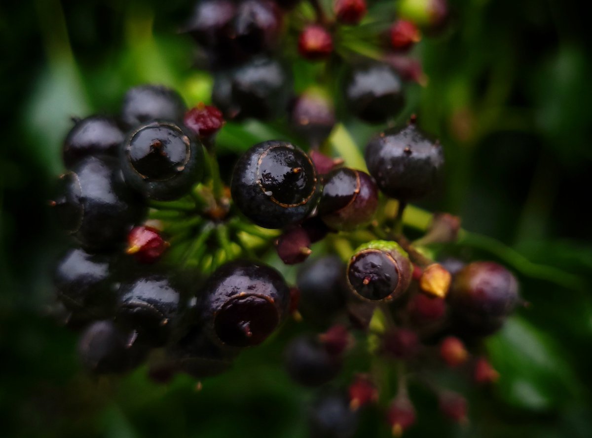 A very rainy day but shot this #berries #berryseason #wildberries #RainyDay #rainydaydreamaway #NaturePhotography #NaturalBeauty #naturalvibes #TuesdayFeeling #photobug