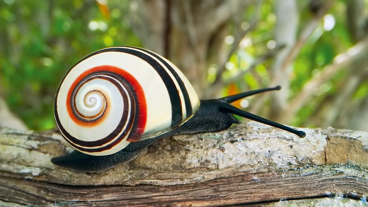EpisodeSelect's tweet photo. Attenborough's Life in Colour
Series 1 | Episode 2 | 2021
VIDEO: https://t.co/NEZPR3Qwxy https://t.co/uZVBWWUVOg