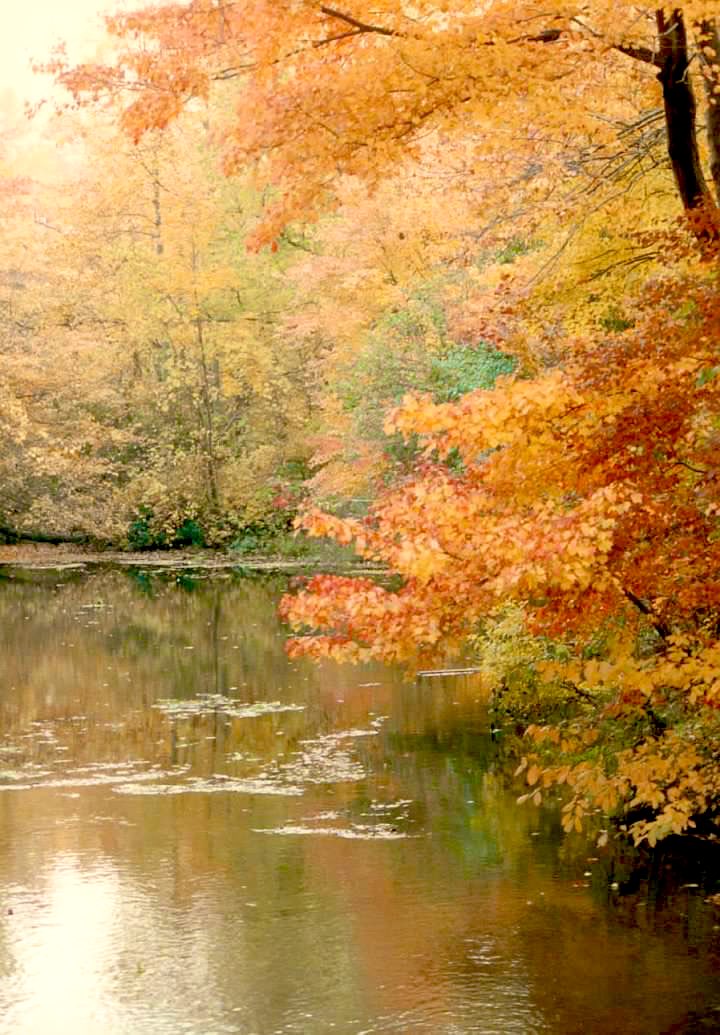 Throwback to <a href="/fall/">fall</a> #leaves #belmontpark #babylon #photography