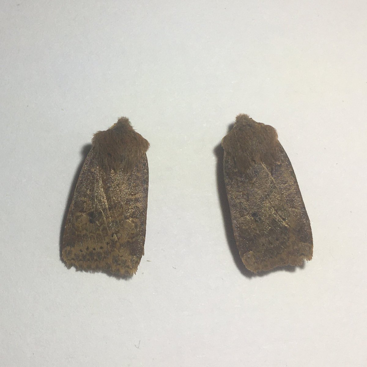 GraemeBWilson's tweet photo. Moth trap out overnight & got 3 species! 2 Chestnuts, a Hebrew Character & a March Moth! #HebrewCharacter & #MarchMoth are firsts for me as they’re spring moths. I never got moth trap until late June last year.
#Chestnut #MothTrapping #Mothing #Moths #TeamMoth
@BBCSpringwatch https://t.co/kp05eE7VVk