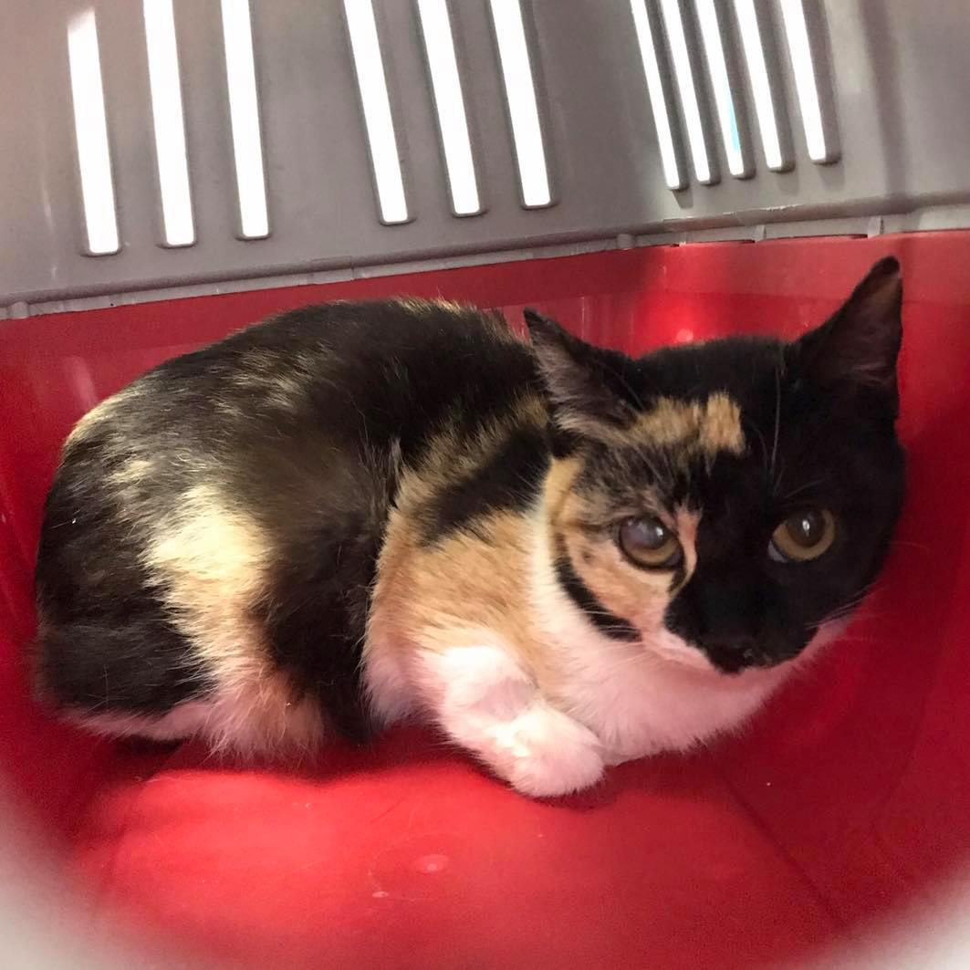 Esta preciosidad es IDHUN, recogida en una colonia con una úlcera en un ojo para ponerle tratamiento. No puede volver a la calle, te animas a darle un hogar? <a href="/juaningea/">Juan Gea</a> <a href="/carmenporter_/">Carmen Porter</a> <a href="/melisatuya/">melisatuya</a> <a href="/LeticiaDolera/">LeticiaDolera</a> @Antoniasanjua <a href="/AlexODogherty/">Alex O'Dogherty</a> <a href="/EmmaOzores/">Emma Ozores</a> <a href="/Diana_Navarro/">Diana Navarro</a> <a href="/BrunaHusky/">Rosa Montero</a>