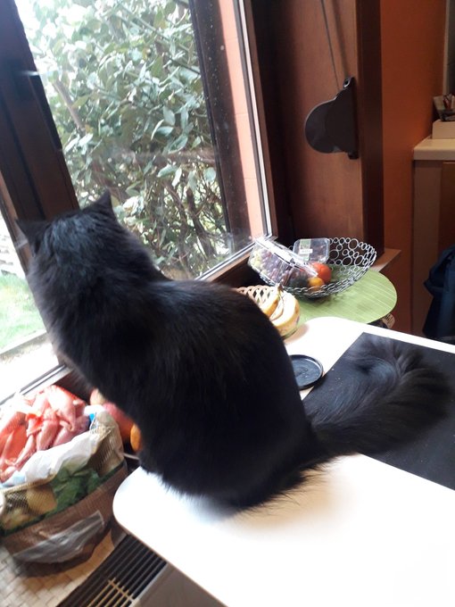 1 pic. I like pet friendly producers @PStalkerxxx #blackcats #CatsOfTwitter #BlackisBeautiful #cats https://t