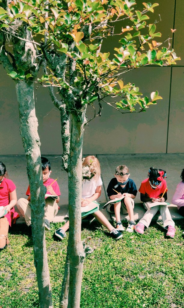 CannellaDhh's tweet photo. #Kindergarten continuing our long term investigation by observing and recording changes to our tree in our beautiful courtyard! We even discovered a spider's web! #DeafCan #DeafSTEM #WeAreHAEST @CannellaElem @LisaLynchHcps @Ms_McClellanDHH @WeAreHAEST @HCPSElemScience https://t.co/cLpOIb7vtT