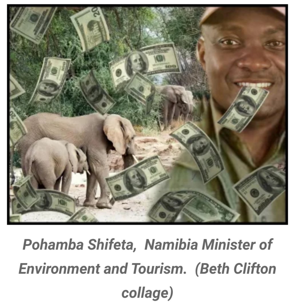 CitysFElephants's tweet photo. #Namibia 170 #Elephants #Auction #CITES
Did Chinese zoos buy 170 Namibian elephants sold at secret auction?
Namibian officials say disclosing purchasers might jeopardize the deal...
https://t.co/ToncGhPW2Y https://t.co/HFm32zOPvt