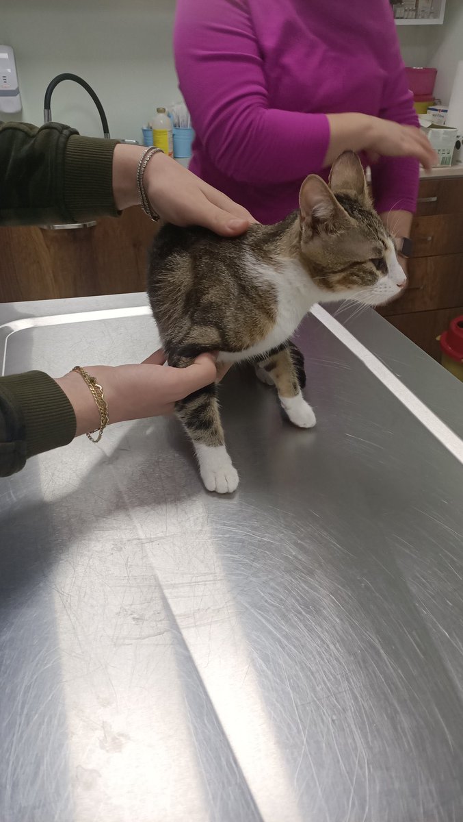 🆘ACİL YUVA🆘 Alttaki yazıyı okursanız sevinirim. İki gözü de görmeyen bir can kendisi bu haliyle sokaklarda yapması imkansız. Acayip sevecen, insan canlısı. İnanın gözlerinin olmaması hiçbir şeyini engel değil. Tek isteğimiz sıcacık bir yuvası olsun. İletişim: 05414109091