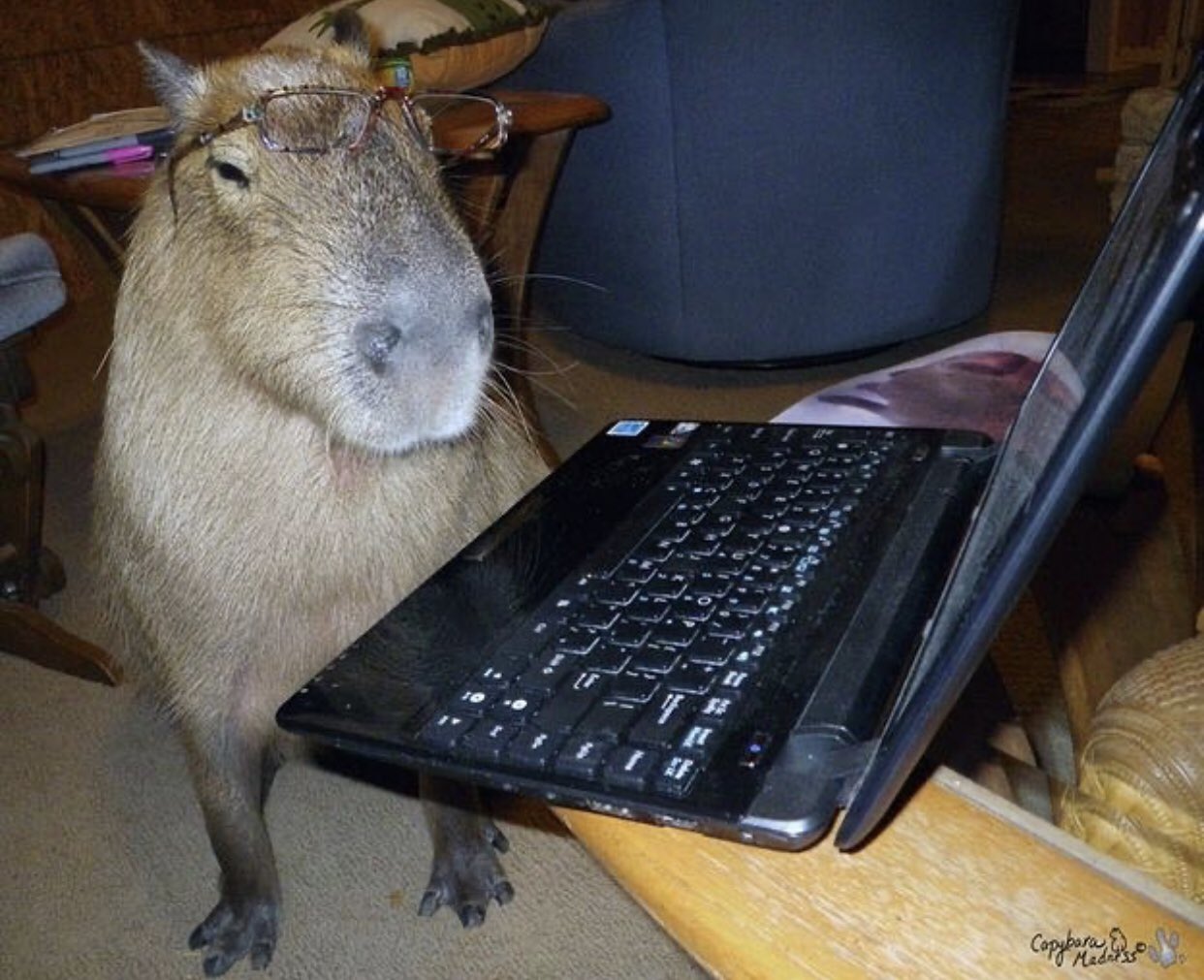 Capybaras on Twitter: