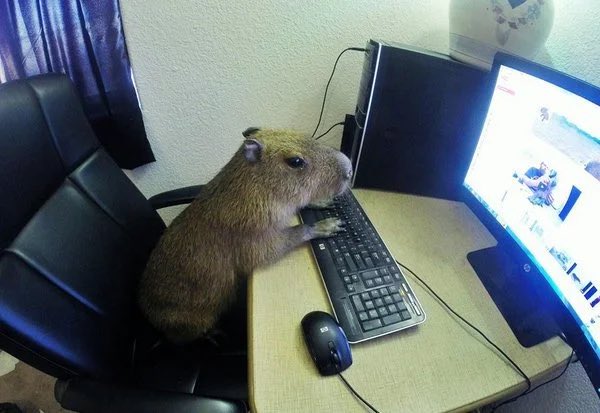 Capybaras on Twitter: