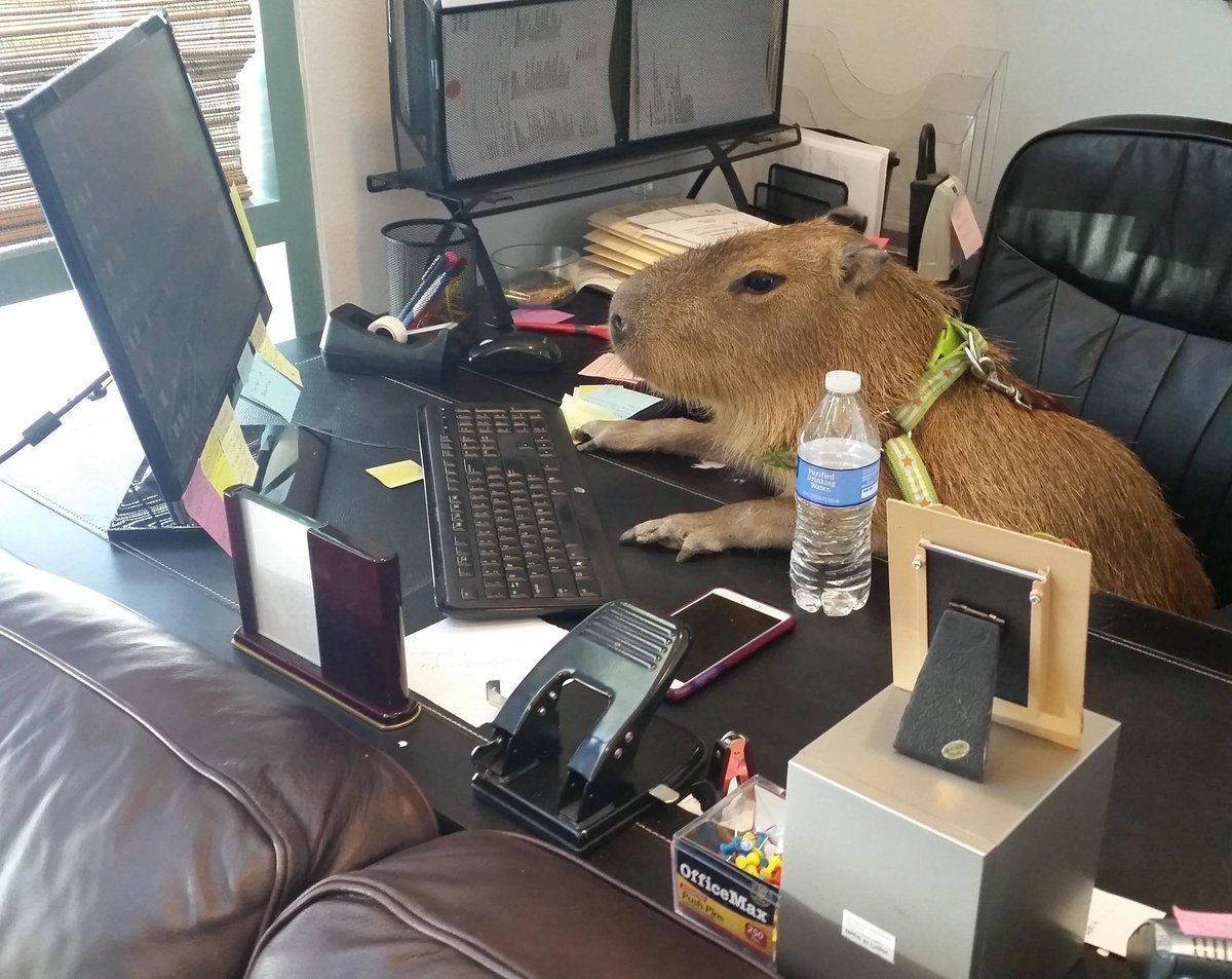 Capybaras on Twitter: