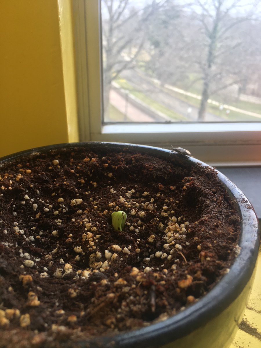AmongTheQuadi's tweet photo. #OfficePumpkin
#OfficeStinkBug https://t.co/TgvflOtYvm