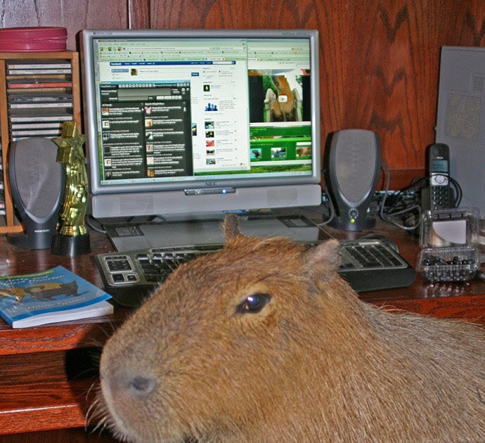 Capybaras on Twitter: