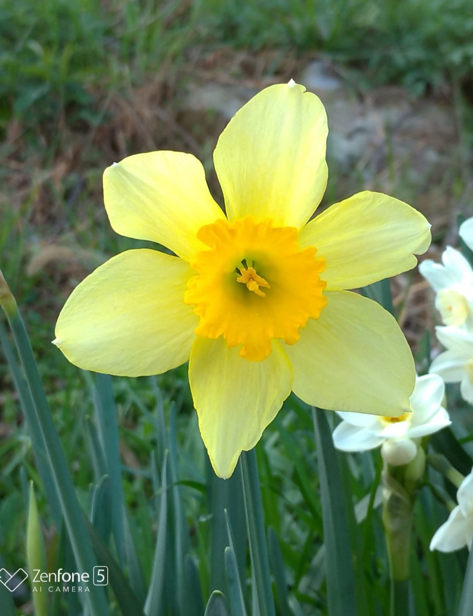 ひろふみ からだ改善維持 令和3年3月10日 写真は朝散歩で撮影した ラッパ水仙 ラッパスイセン キングアルフレッド ラッパ水仙の花言葉 尊敬 報われぬ恋 開花時期 3 4月 原産地 地中海沿岸 今日は晴天 昨日の桜をもう一度撮影し 紫木蓮を撮影に