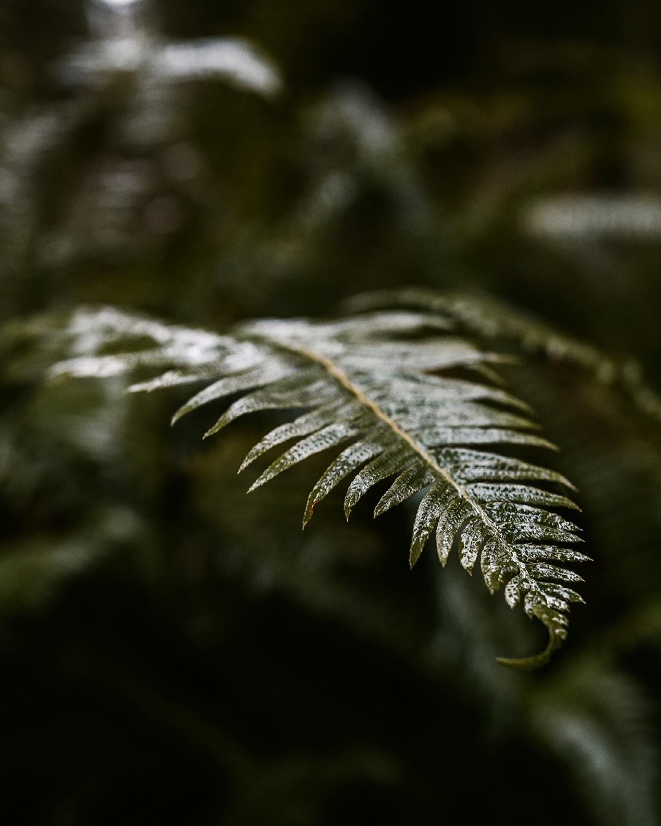 Hoh Rain Forest.