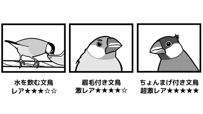 文鳥のレア度を勝手に作りました 