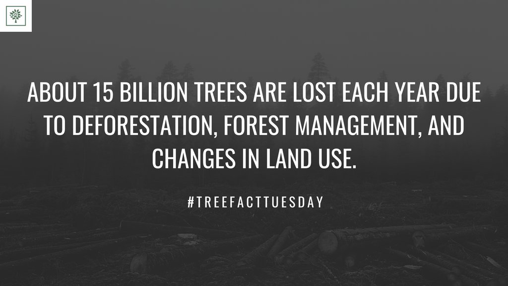 TreesForBooks's tweet image. #treesforbooks #treefacttuesday
