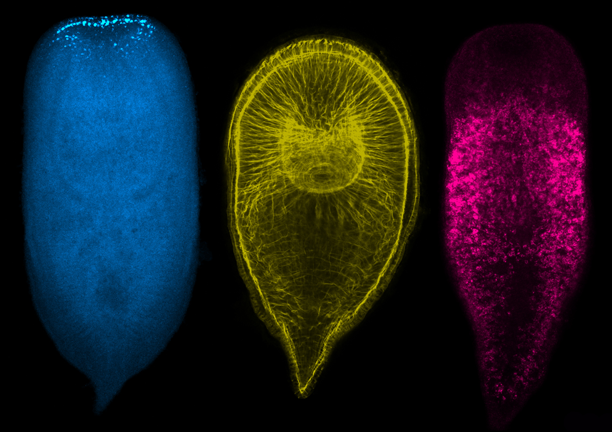 Harvard Museum (@harvardmuseum) on Twitter photo We are excited to let you know that one of our favorite people, <a href="/HarvardOEB/">Harvard Organismic & Evolutionary Biology</a> Professor Mansi Srivastava <a href="/acoel_hofstenia/">Srivastava Lab</a> & <a href="/MCZHarvard/">Museum of Comparative Zoology</a> curator, will give an #EvolutionMatters free #VirtualTalk on "Body Builders: How Animals Regenerate New Parts" (4/14). bit.ly/36Dlxro We are excited to let you know that one of our favorite people, <a href="/HarvardOEB/">Harvard Organismic & Evolutionary Biology</a> Professor Mansi Srivastava <a href="/acoel_hofstenia/">Srivastava Lab</a> & <a href="/MCZHarvard/">Museum of Comparative Zoology</a> curator, will give an #EvolutionMatters free #VirtualTalk on "Body Builders: How Animals Regenerate New Parts" (4/14). bit.ly/36Dlxro