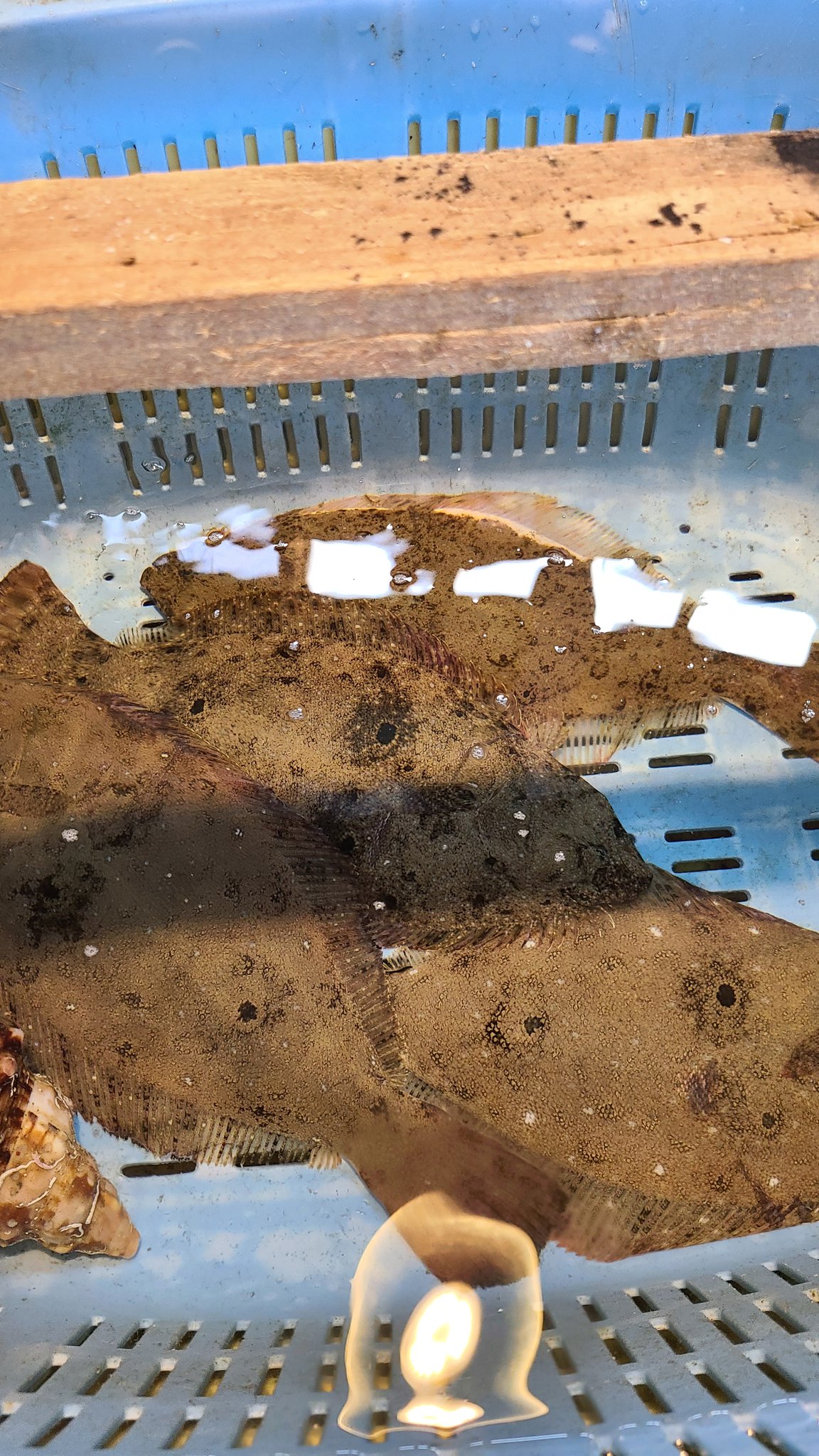 お食事処ばんや 保田漁協 いま保田漁協の市場にはたくさんのヒラメが上がってます ばんやの生簀にも毎日活きの良いヒラメが入ります お値段も手頃で1500円前後になってます 本日はこちらも ヒラメ寿司5貫で750円 お得に召し上がれます