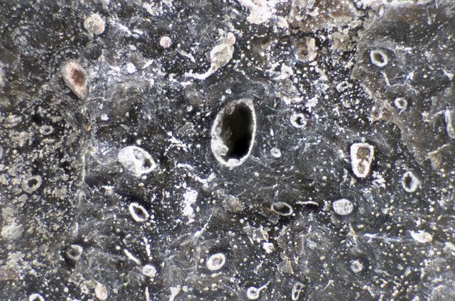 > Find pretty You jaunt to New Mexico. You find a dinosaur fossil where coffinite & pyrite have substituted in for the bone minerals. You smile happily at the preserved vascules that once held blood vessels, nerves, and connective tissue. 📷 JGW