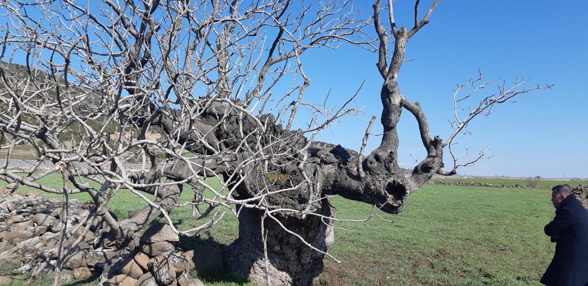 gul_davut's tweet photo. Şehitkamil Bağbaşı mahallesinde 600 yıllık Antep Fıstığı anıt ağacı...

#Gaziantep https://t.co/KaZ108RQRM
