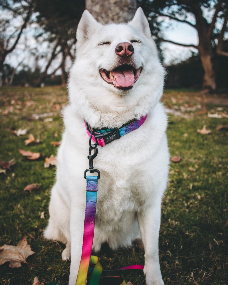 HamiltonPet's tweet photo. No worries when it's #tongueouttuesday &amp; your pup is wearing their Hamilton rainbow nylon 🐶

Brightens up the room AND the mood 🌈✨ https://t.co/5axMKnolRO