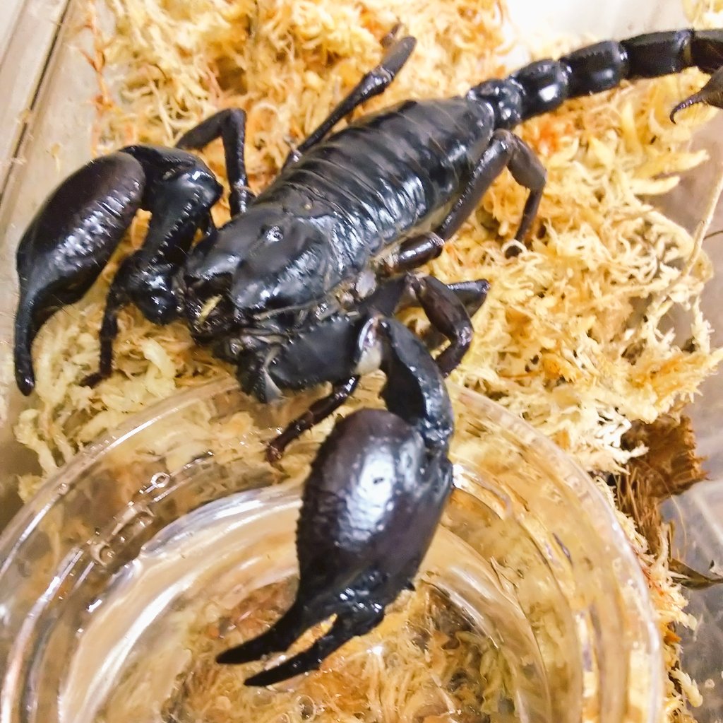 RIZON サソリの標本 直径約10cm アリゾナ製 アメリカ 1990年代 RIZON