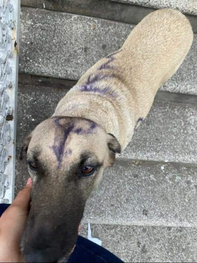 Plu2Desampara2's tweet photo. 🛑Buscan a mujeres 🛑

La tarde de ayer en las manifestaciones que se presentaron en la #CDMX un grupo de  mujeres pintaron a un perro callejero indignando a la población entera. #8M

Este acto de maltrato animal quedará impune 😡 https://t.co/SQJsA2BMSz