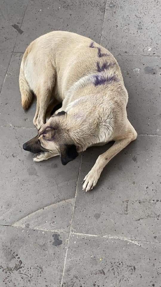 Plu2Desampara2's tweet photo. 🛑Buscan a mujeres 🛑

La tarde de ayer en las manifestaciones que se presentaron en la #CDMX un grupo de  mujeres pintaron a un perro callejero indignando a la población entera. #8M

Este acto de maltrato animal quedará impune 😡 https://t.co/SQJsA2BMSz