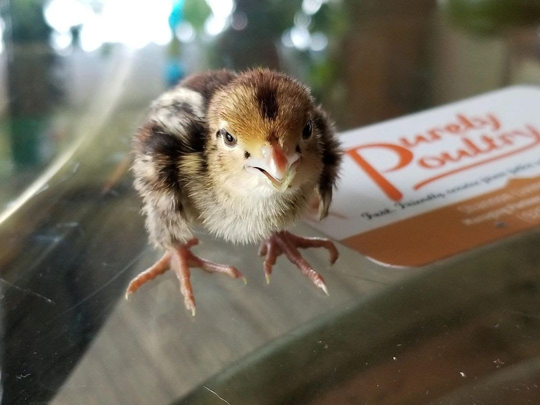 Check out our Assorted Coturnix Quail Chicks. 
Minimum of 30 gets you Free Shipping!!  visit the website purelypoultry.com/assorted-cotur… or call (920) 472- 4068