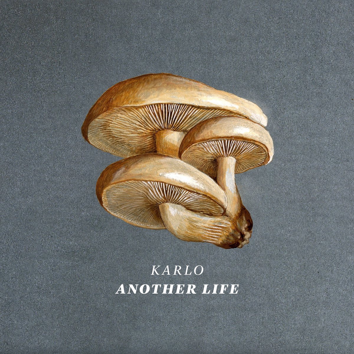 Artwork for my next single "Another Life" -- streaming all of the places March 16! Spotify artist link: spoti.fi/37CkYij