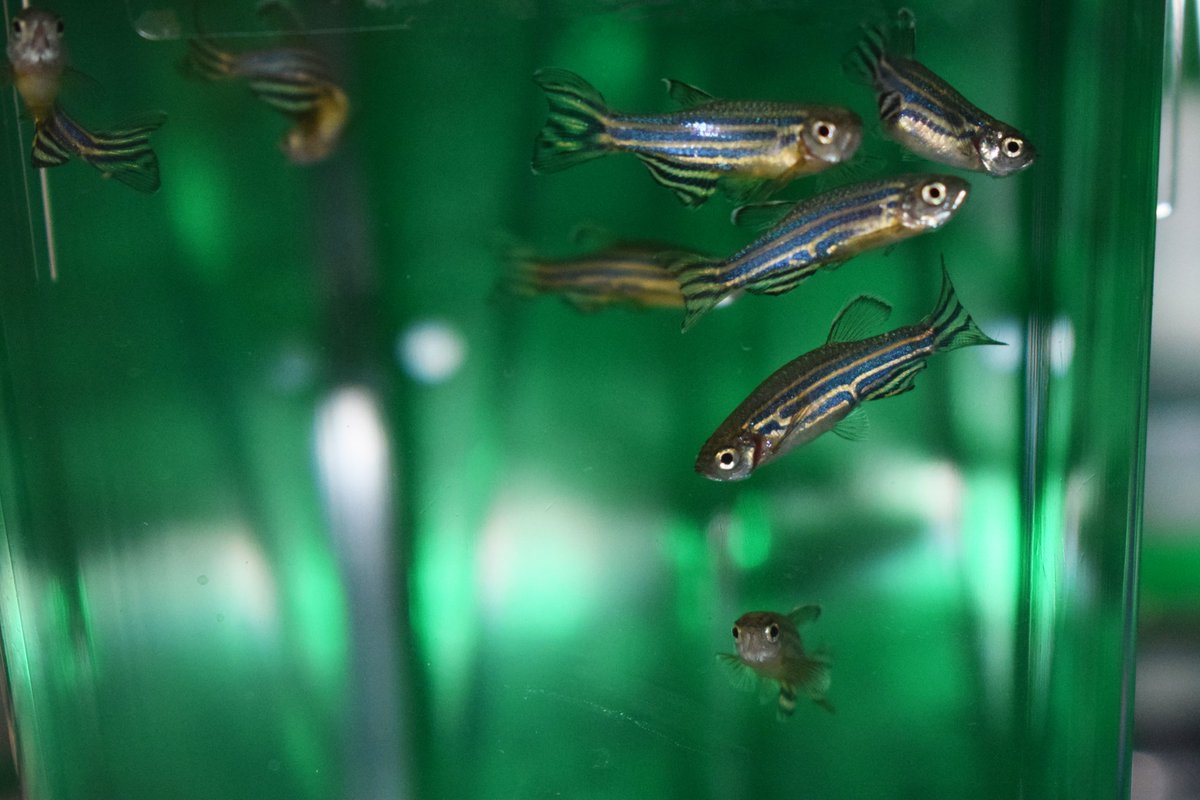 GreenwoodGenCtr's tweet photo. GGC's Steet lab is looking for a #postdoc with 
experience in animal systems and microscopy to study pathogenic mechanisms of pediatric disease.
Learn more here... https://t.co/m764mOTQO8
#ScienceJobs #zebrafish #postdocjobs https://t.co/thLSJsO324