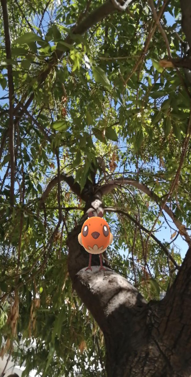 ArthurBats's tweet photo. Expectativa // Realidad
#PokemonGo
#PokemonGOArPlus
#SnapGo https://t.co/jyQDY4OKEE