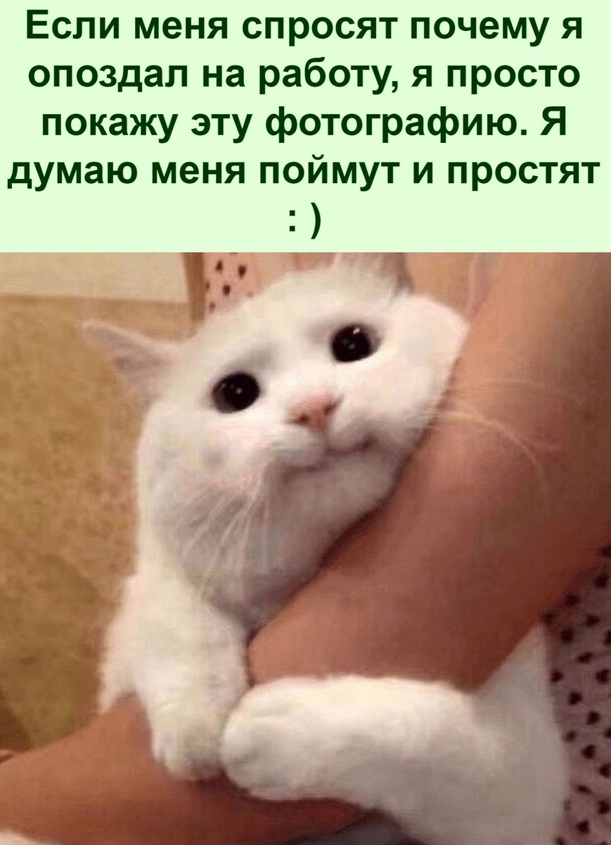 Odnataka_Ya's tweet photo. https://t.co/Une384rJEw