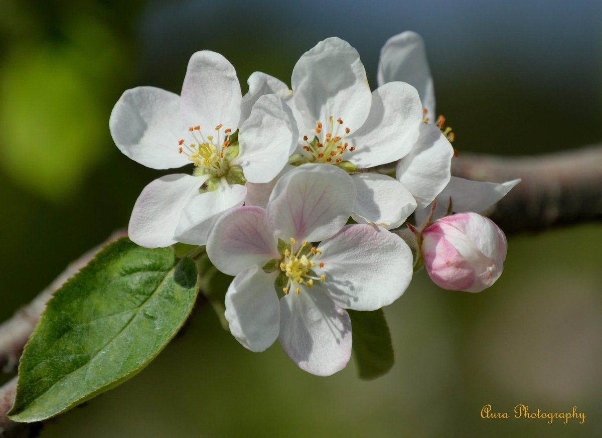 ASCBiology's tweet photo. It's time to sign off. Thanks for following my story and I hope you enjoyed it! Let’s keep the discussions alive! -Sumana (@ranjusunda) #ASCBTrainee #ASCBCOMPASS #InternationalTrainee
P.S. With spring right around the corner, here are some more flower pics! https://t.co/3LzbRywVNX
