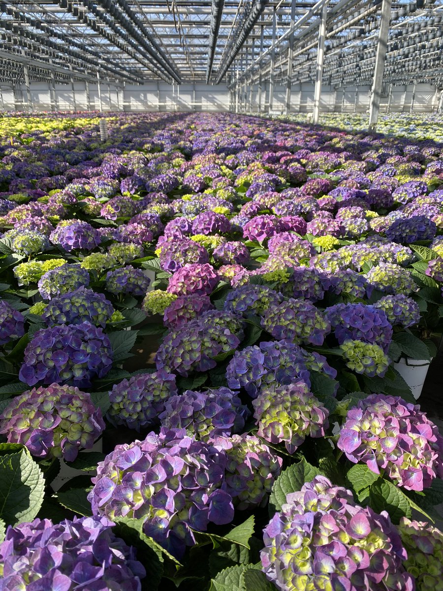 These beautiful hydrangeas will be making their debut soon!  The hydrangea represents gratitude and and beauty and the colors symbolize love, harmony and peace - let’s spread the word and share the love!