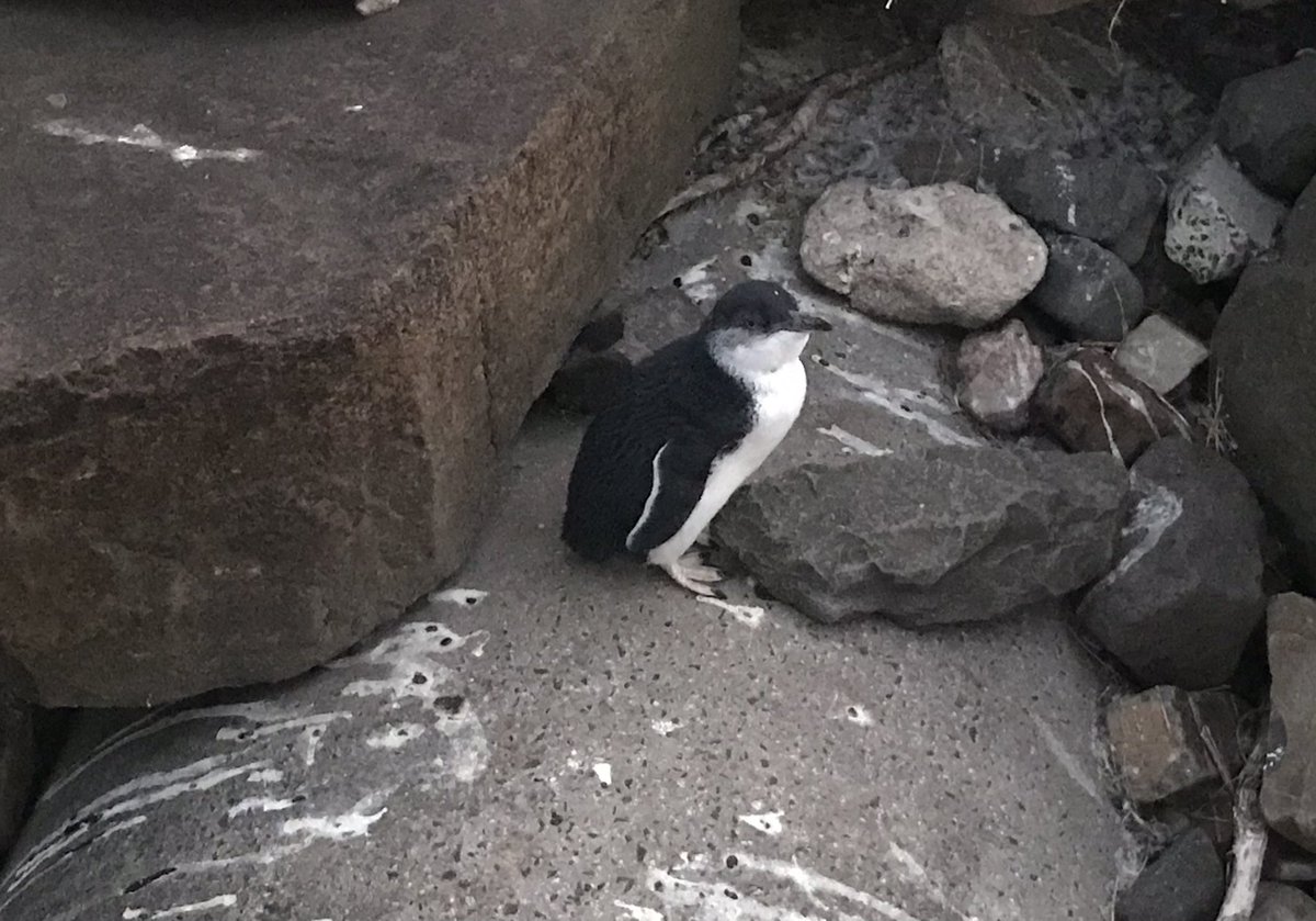 AnneHardyTas's tweet photo. Good morning Burnie &amp; @UTAS_ Cradle Coast Campus. Thanks for putting on some stunning weather for Day 2 of the @MtechUtas Sustainable Tourism field trip! We were treated to a great talk by Tom Wootton, CEO of West x NW Tourism last night. Plus a penguin visit. Now to Cradle Mtn.. https://t.co/V0BWpVcREq