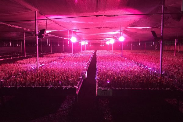DFinanciero's tweet photo. 👨‍🌾 #DFMAS Los focos LED que permiten cosechas todo el año en Chile https://t.co/WoUXKx2KF7 https://t.co/ZMszZ6rAeH
