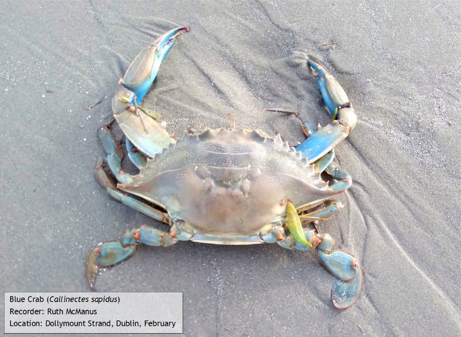 BioDataCentre's tweet photo. Have you spotted a Blue crab on our shores lately? If so, please report suspected sightings with photo if possible https://t.co/wFo52ArWsi Trying to find out if this was a one-off occurrence or are there more out there #ReportInvasives Don't release non-native species to the wild https://t.co/UWZOJGNdro