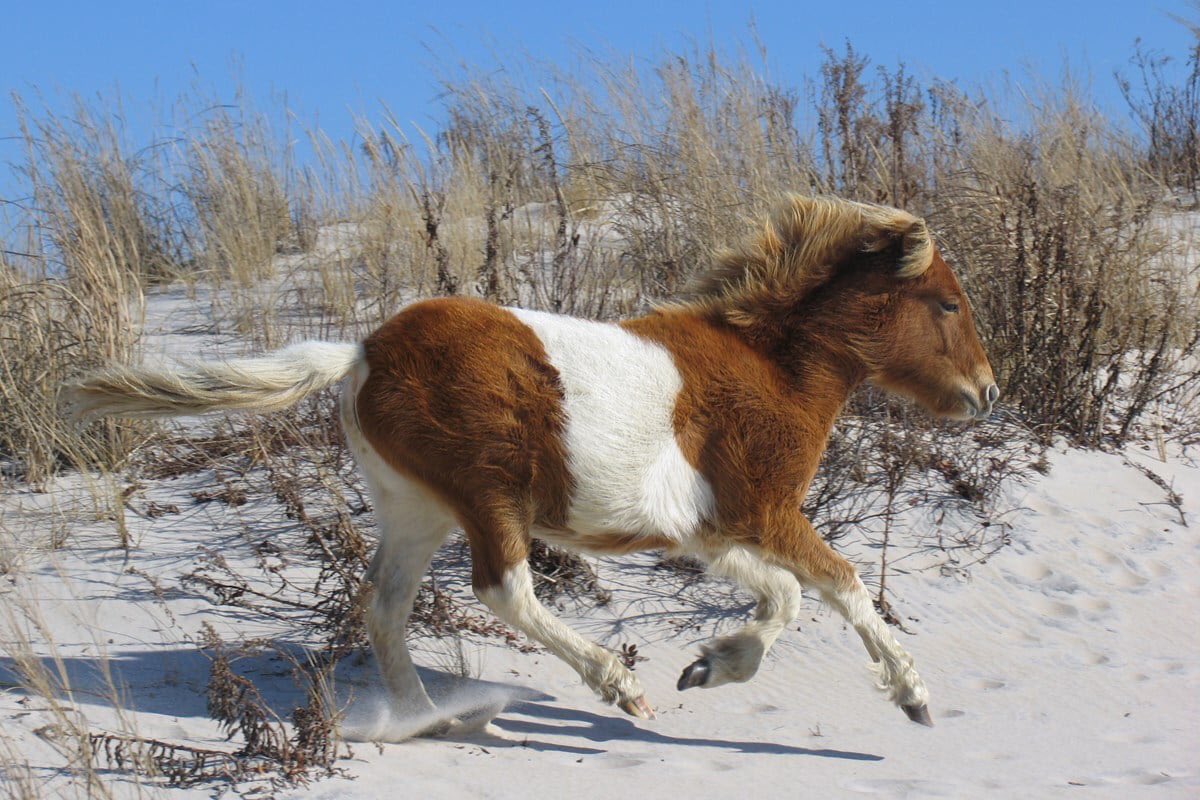 'Do you think horses get songs stuck in their heads? – Tina Belcher⁣ 🐴 ⁣ Born to be wild, right? What’s this horse jamming to? ⁣ Learn more about Assateague Island National Seashore, this month’s #NPSGetaway at nps.gov/articles/000/g… ⁣ Image: @AssateagueNPS