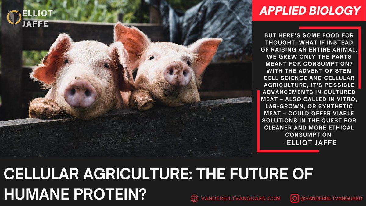 “Cellular Agriculture: The Future of Humane Protein?” — Elliot Jaffe

Published on vanderbiltvanguard.com in January 2021
Go read Elliot’s article!