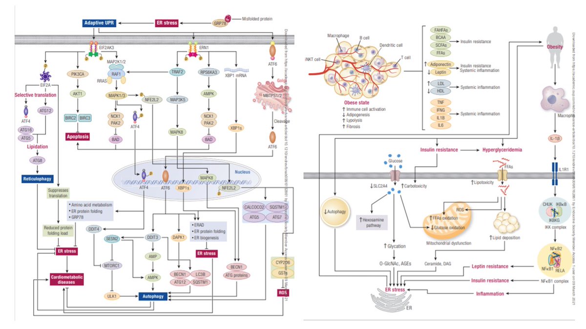 Is the induction of ER stress helpful or harmful in development of and adaptation to cardiometabolic diseases? The latest perspectives-New from #EndocrineReviews academic.oup.com/edrv/advance-a…