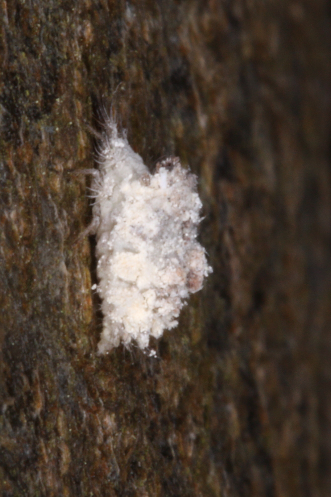 Working through a few old images. I think this is a scale insect (#Coccoidea). Found on Birch at Box Hill, Surrey, UK in April 2014.  Any suggestions on whether and how it can be identified. <a href="/amentsoc/">AES - amentsoc.org</a> <a href="/BritEntSoc/">BENHS</a> <a href="/BritishBugs/">Tristan Bantock</a>