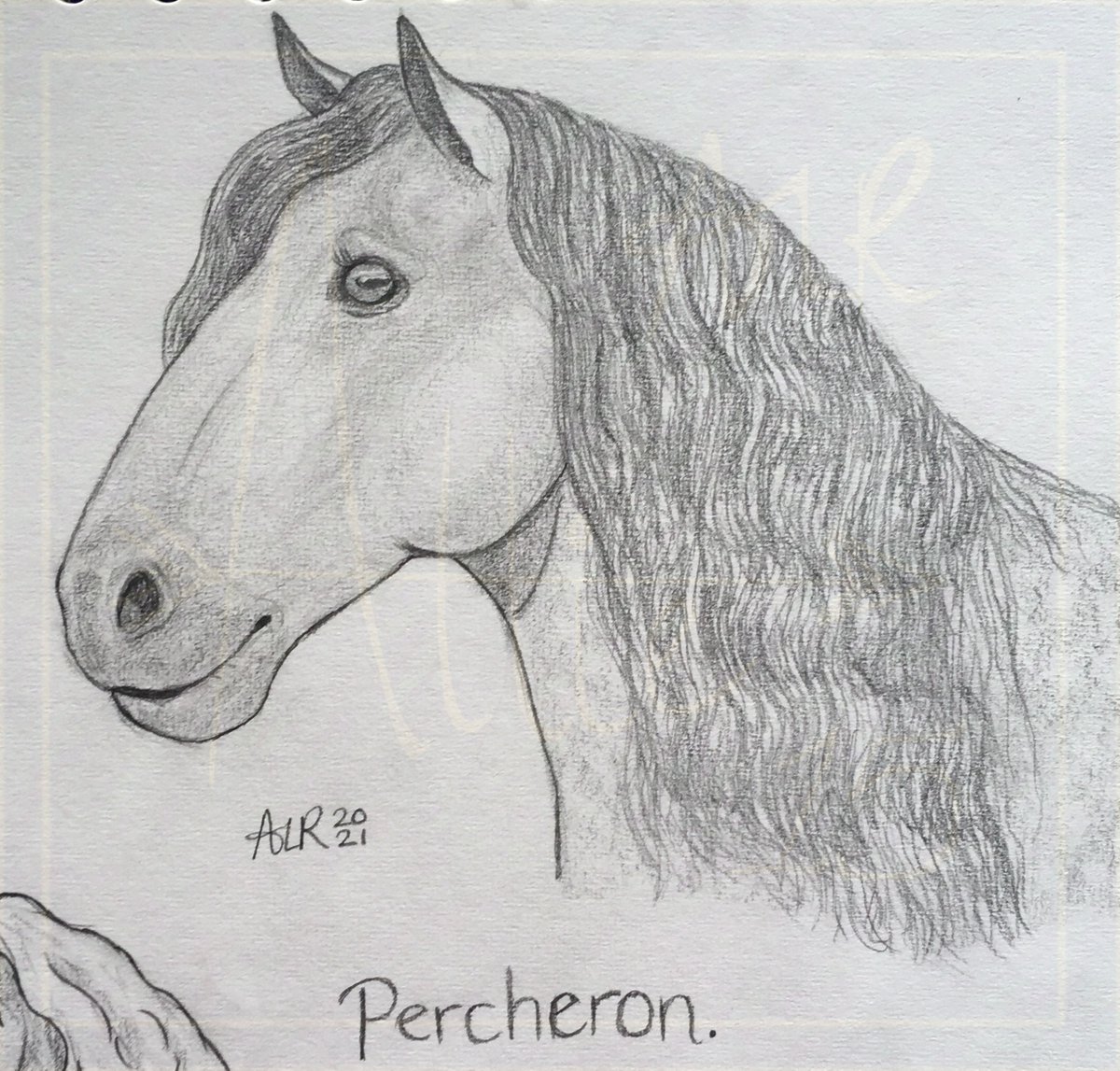 AliArrow15's tweet photo. EquineMarch No.1: Percheron.

Find the challenge here: https://t.co/uW0QvQdsKu

#equinemarch2021 #percherons #pencilsketch https://t.co/wNhBeiEhly