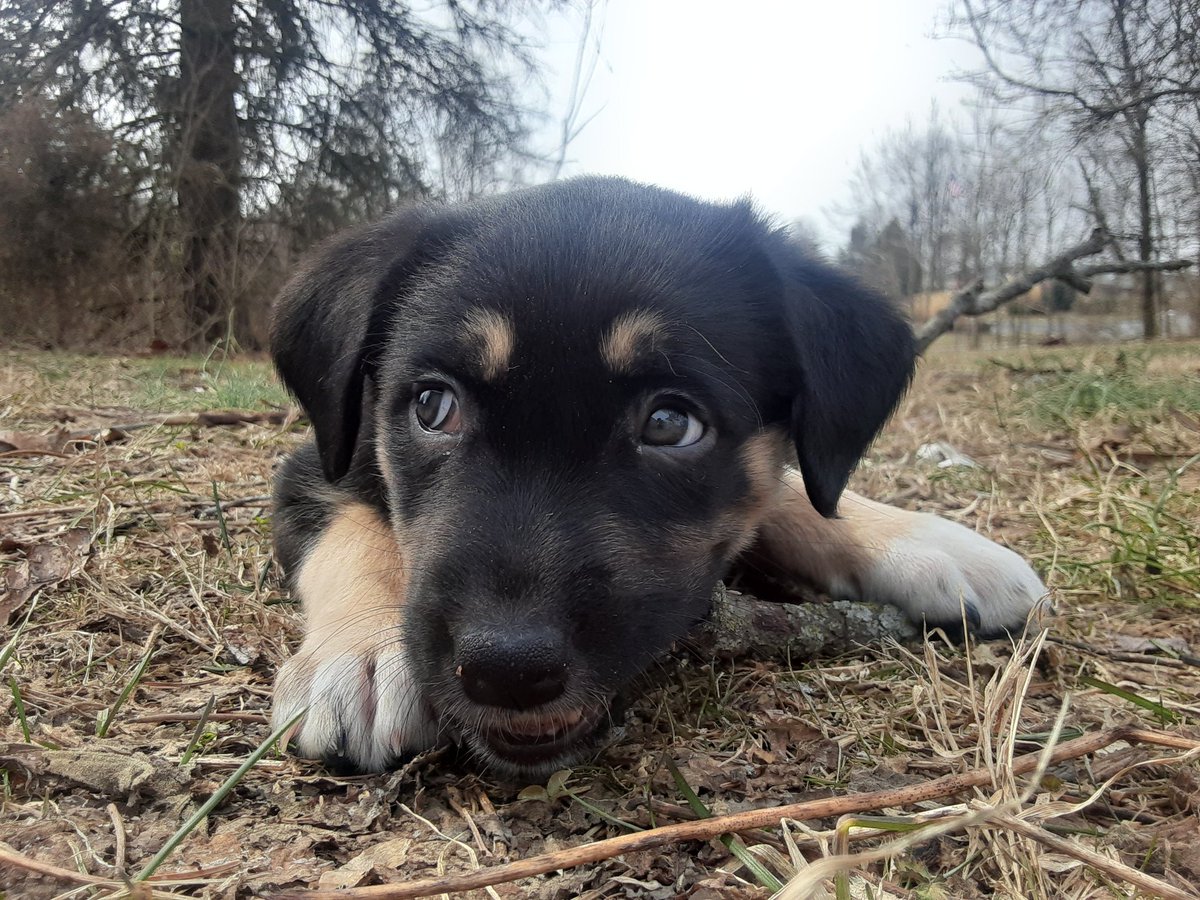 Came home from work to a new puppy since I had to have my bella put down, kinda soon but definitely was surprised say hello to gidget
