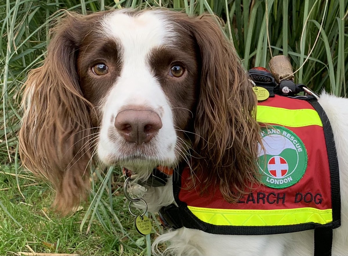 Buddy was out again last night with ⁦<a href="/metpoliceuk/">Metropolitan Police</a>⁩ and London Search and Rescue searching for a missing person in the  Wallington  area.  He worked in some horrible conditions again but as usual just keeps working on.