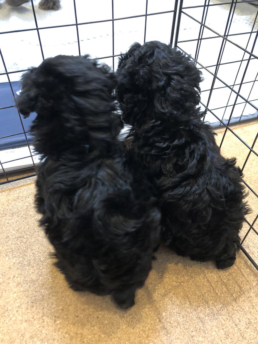 Essence08134591's tweet photo. ご飯待ち🍚

#犬　#パピー　#癒し　#頑張って生きてます https://t.co/gQCCXhvrWy