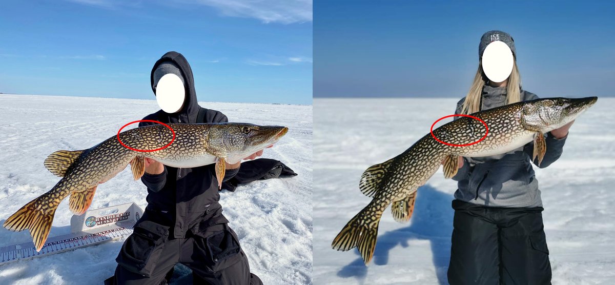 Got out with the boys for a socially distanced fishing trip last weekend, and the pike were on fire! Even cooler is that someone caught one of the same fish the very next day!
#catchandrelease #northernpike #huntfishMB