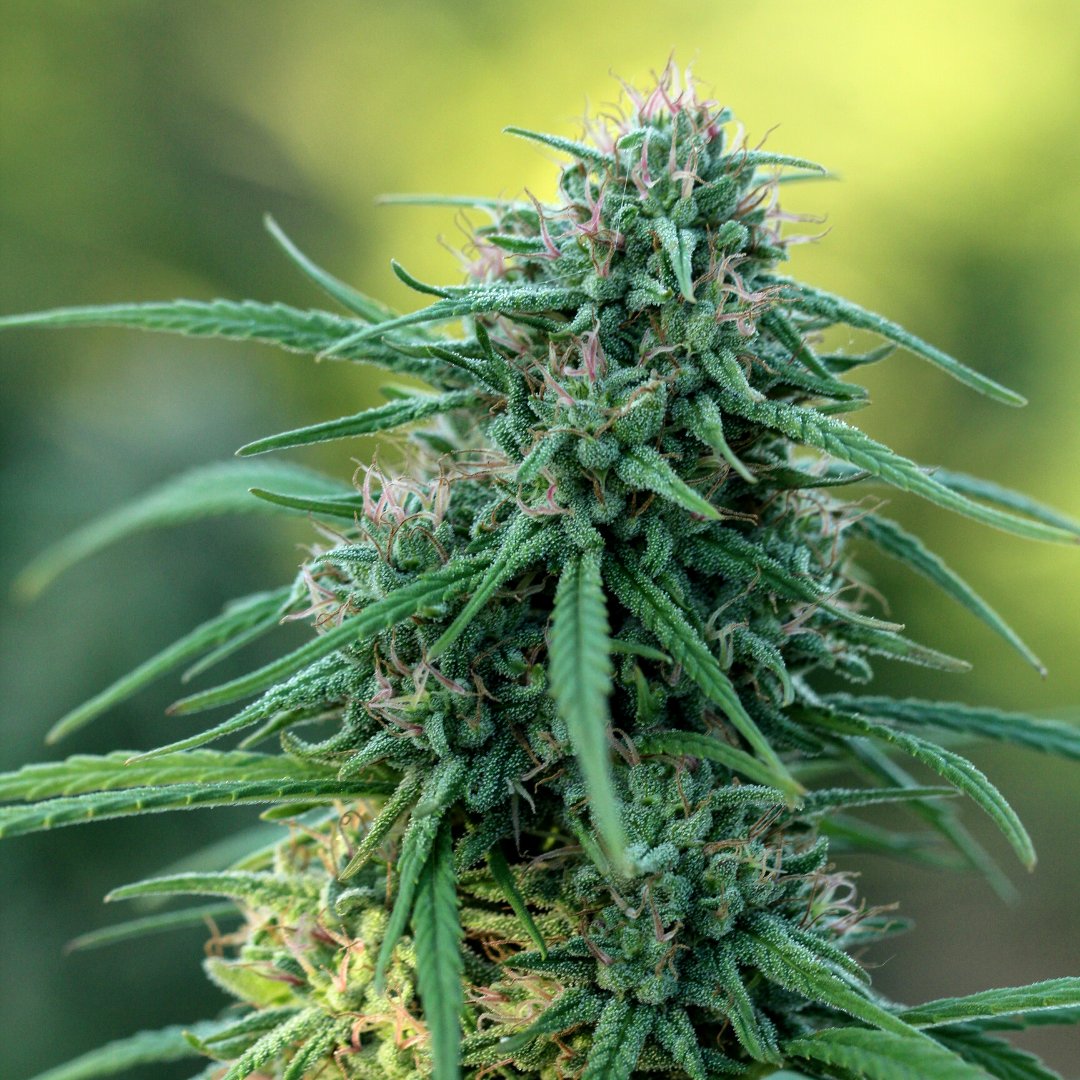 Want to get your hands on some HG Original Berry Blossom? Enter our Shovel to Shelf Giveaway! We have teamed up with Modern Remedy CBD Infusions to give 5 winners 1000 HG Original Berry Blossom Seeds along with products packages valued at $900 each! 
zcu.io/9KFQ