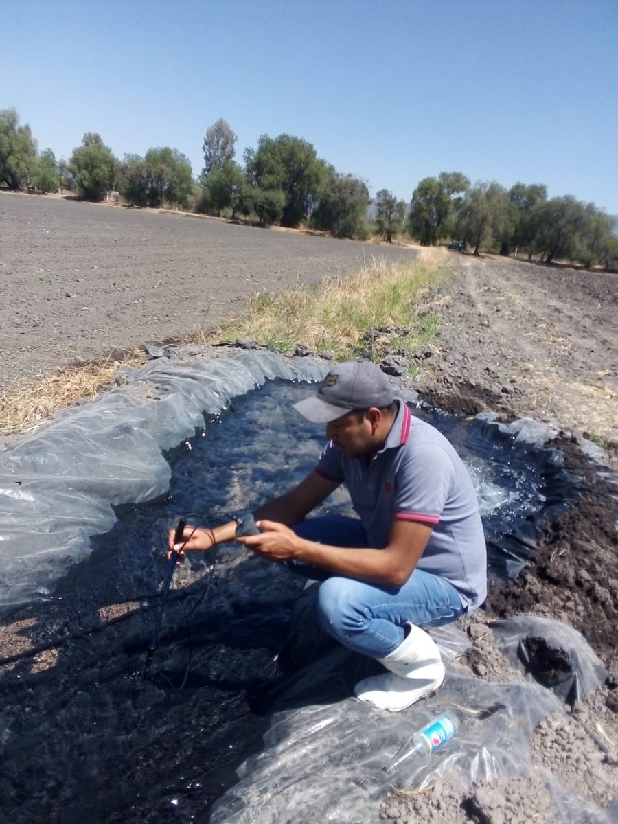 Prueba de riego de seguimiento, se   recomendó remarcar surcos y se ajusto la lámina de riego, se sigue apoyando a los usuarios del Pozo No. 5 del Módulo Margen Derecha del Distrito Riego Numero 085 La Begoña. @SDAyR_GTO <a href="/MUAC_GTO/">Mejores Usos del Agua en el Campo</a> #agua #riego