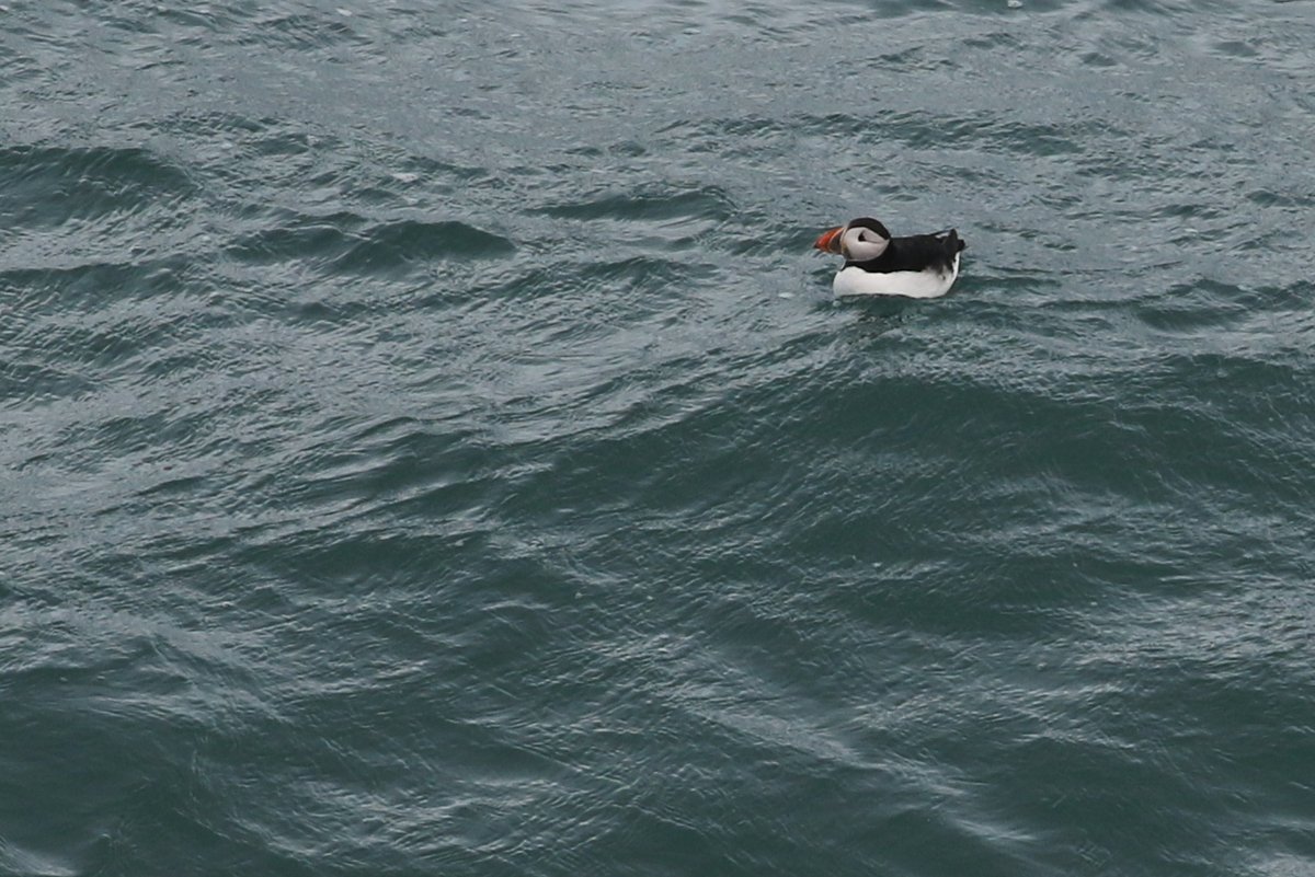 204 Puffins today is our earliest ever three-figure daycount (with counts on 16th March of 969 in 2020, 118 in 2019, 197 in 2017 and 200 in 2012 being the earliest previously).